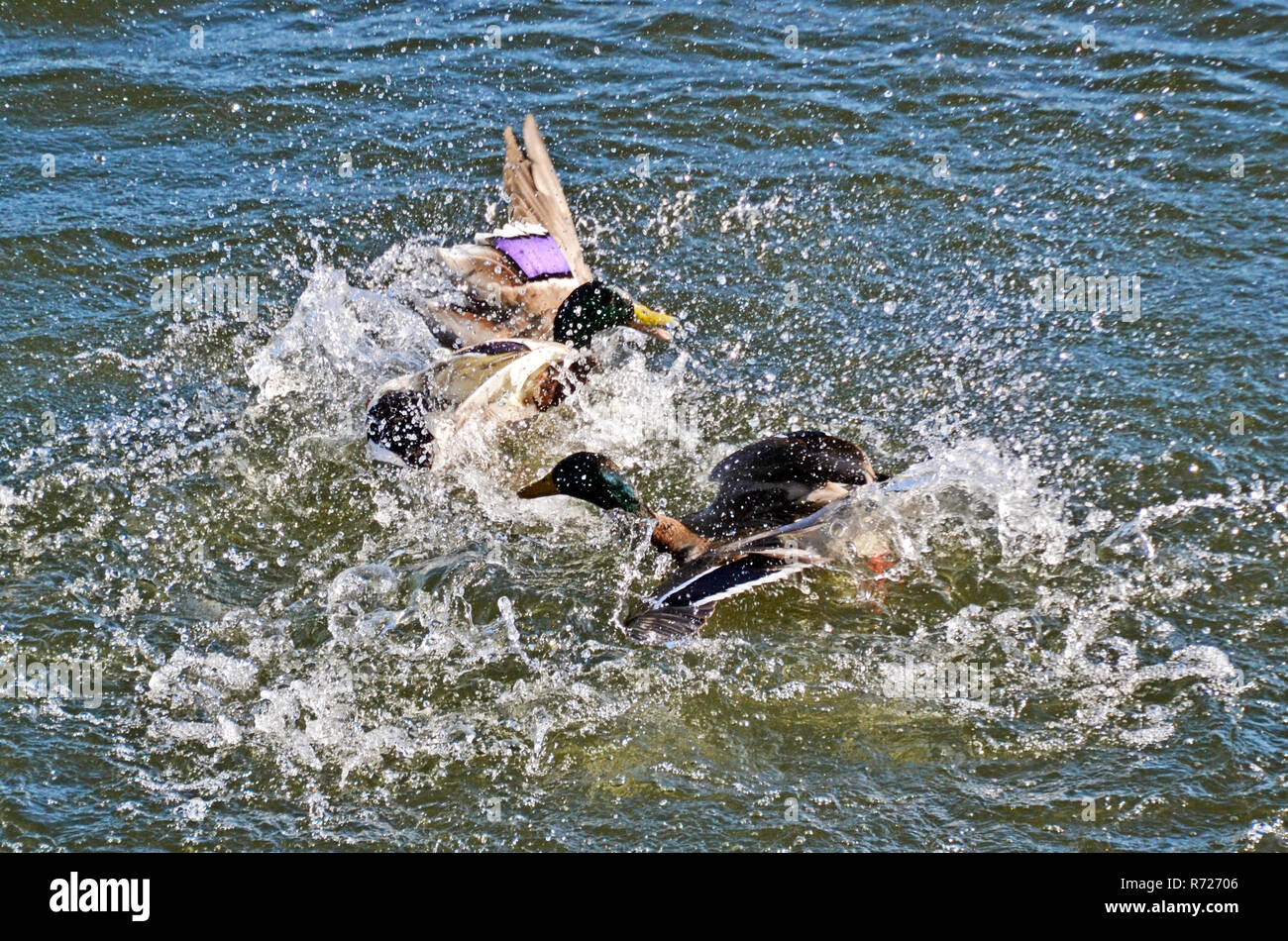 Mallards fighting in the water on Tring Reservoirs UK Stock Photo