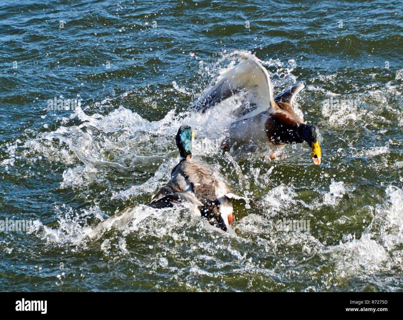 Mallards fighting in the water on Tring Reservoirs UK Stock Photo