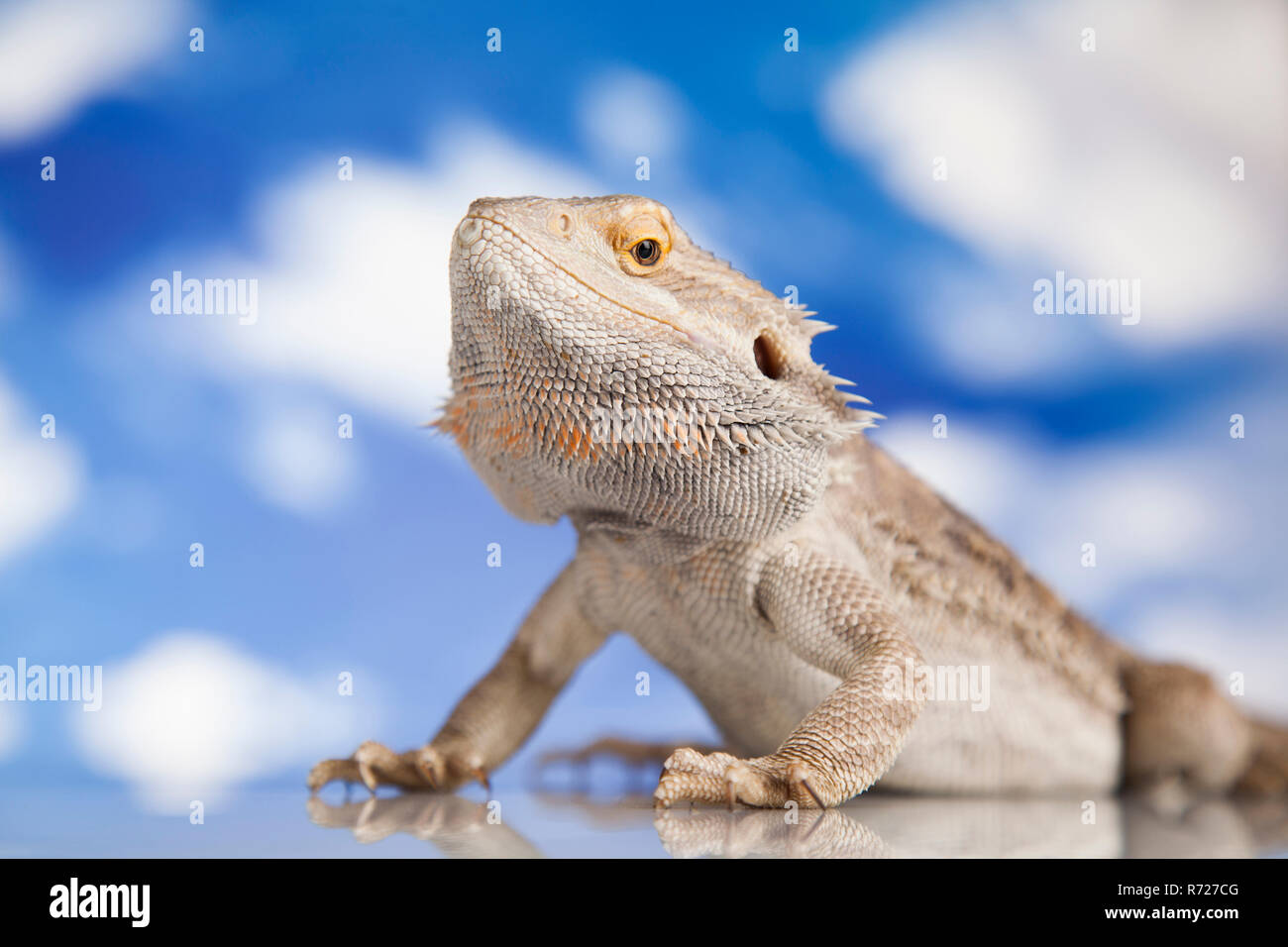 Sky background, Pet, lizard Bearded Dragon Stock Photo - Alamy