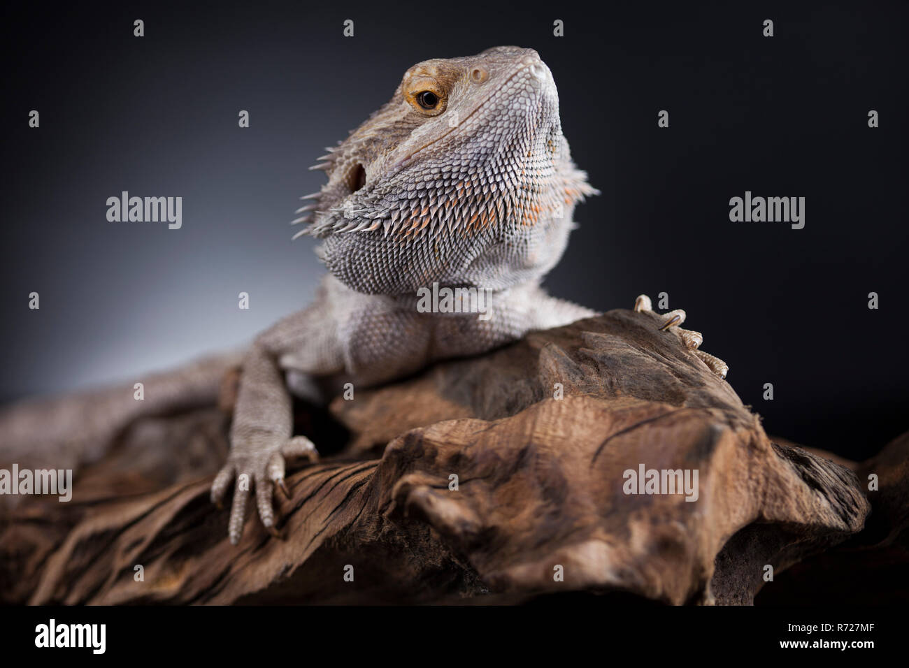Pet, lizard Bearded Dragon on black background Stock Photo - Alamy