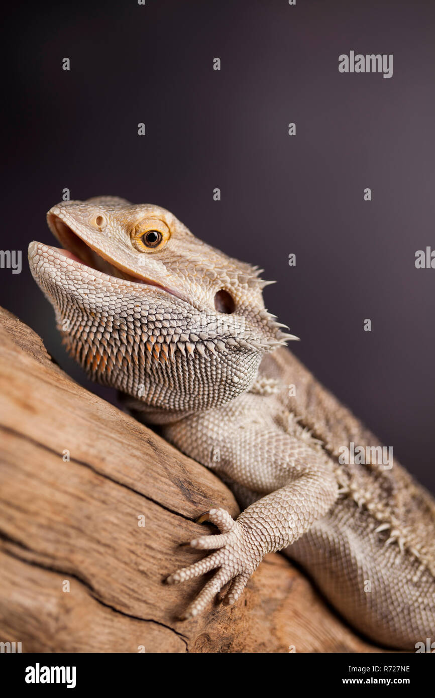 Pet, lizard Bearded Dragon on black background Stock Photo - Alamy