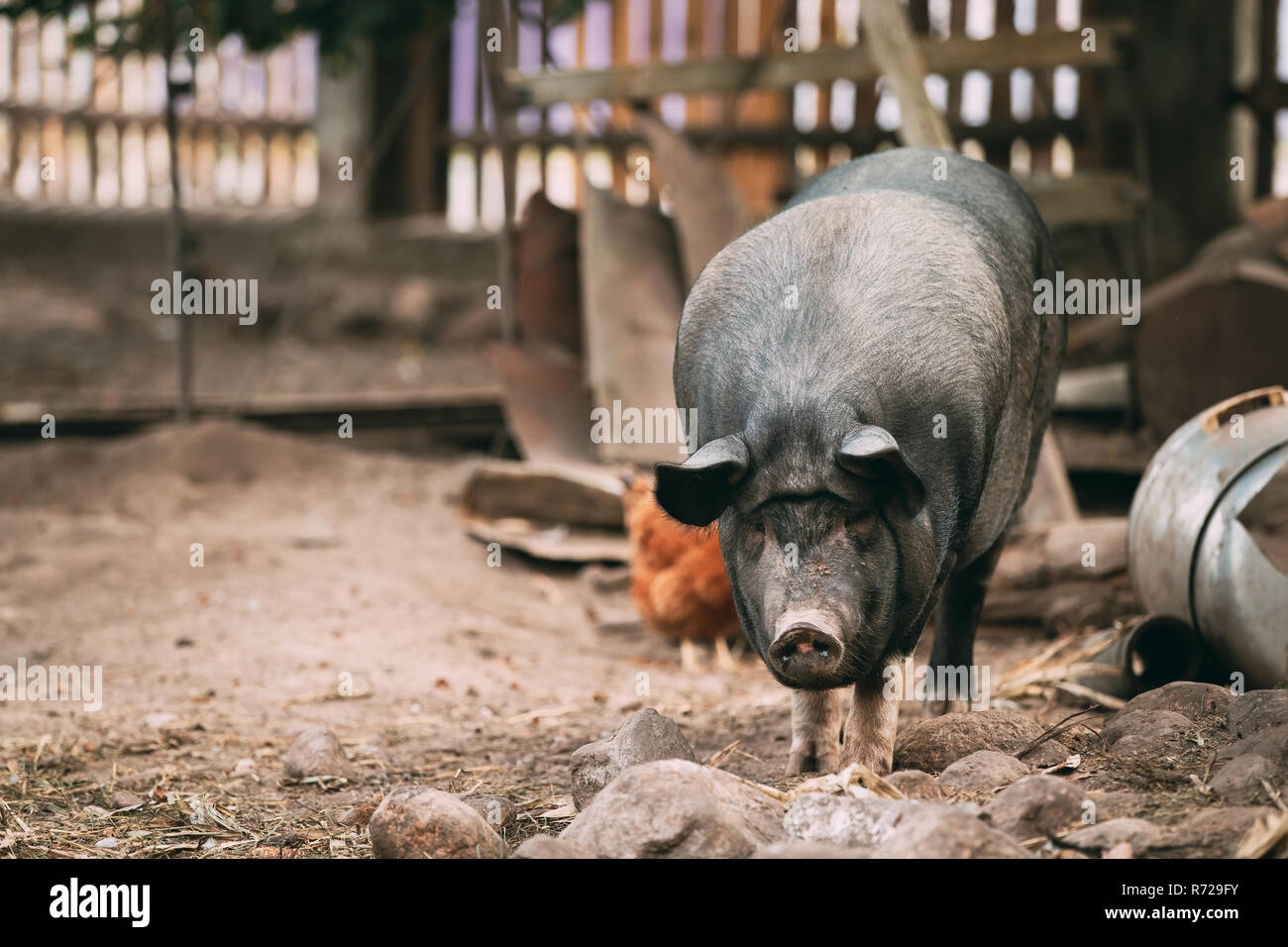 Household A Large Black Pig In Farm Livestock. Pig Farming Stock Photo