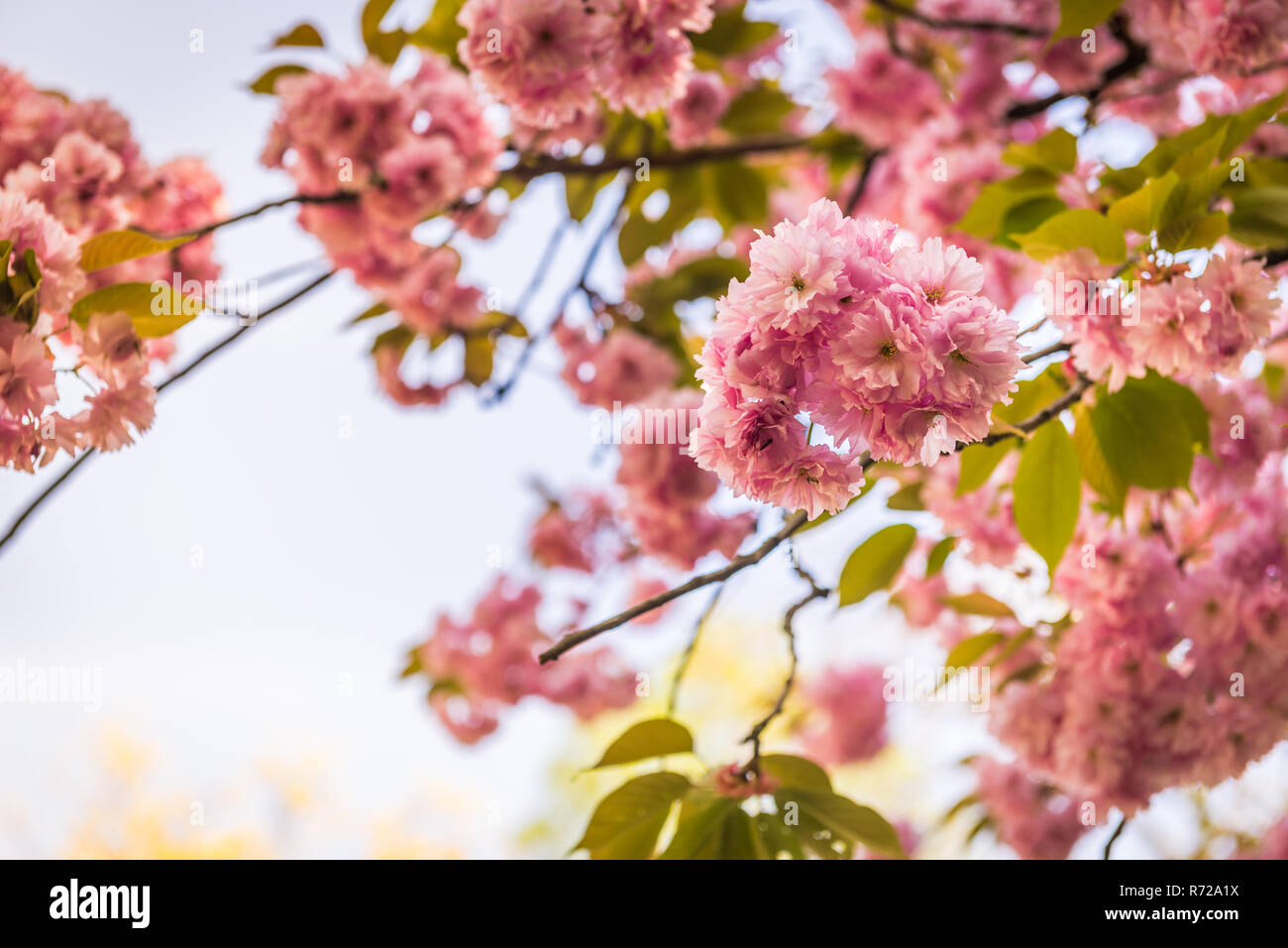 Pink flowers on the decorative apple bush over blue sky. Stock Photo