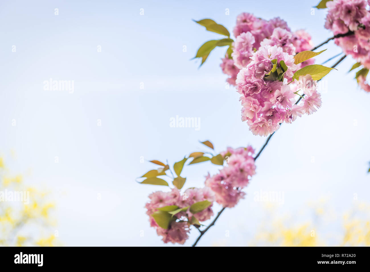 Pink flowers on the decorative apple bush over blue sky. Stock Photo