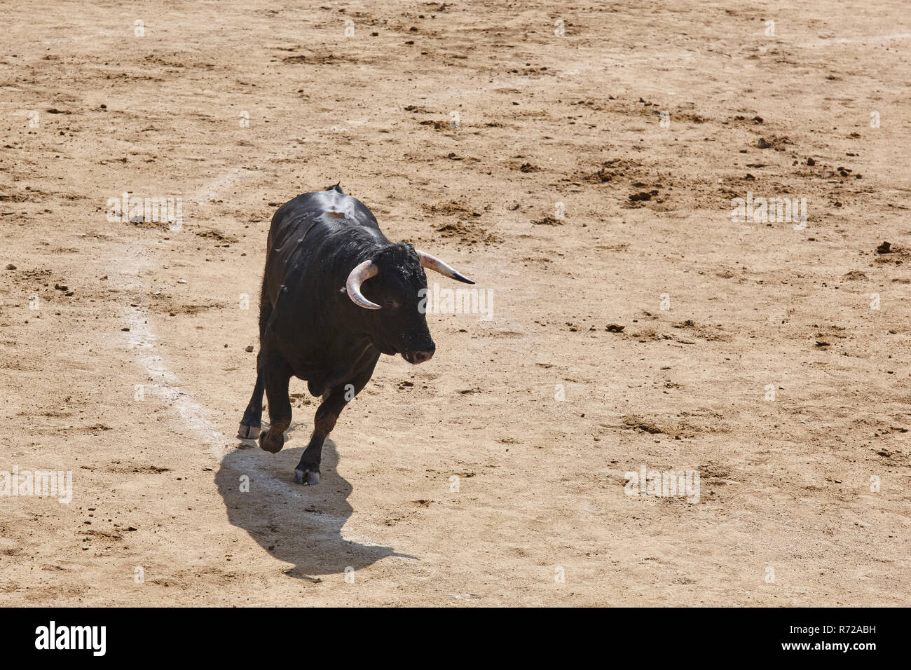 Fighting bull in the arena. Bullring. Toro bravo. Spain. Horizontal ...