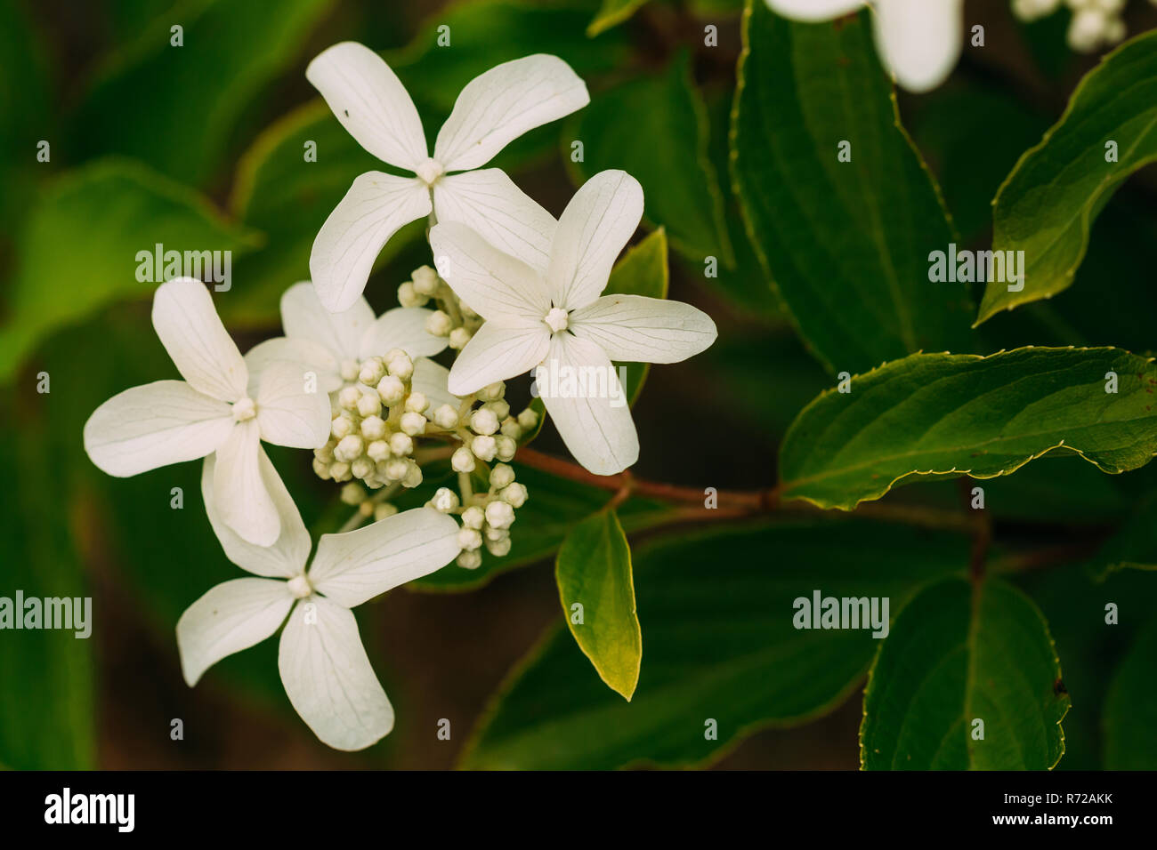 White Flowers Of Hydrangea Paniculata Siebold Phantom. Panicled ...