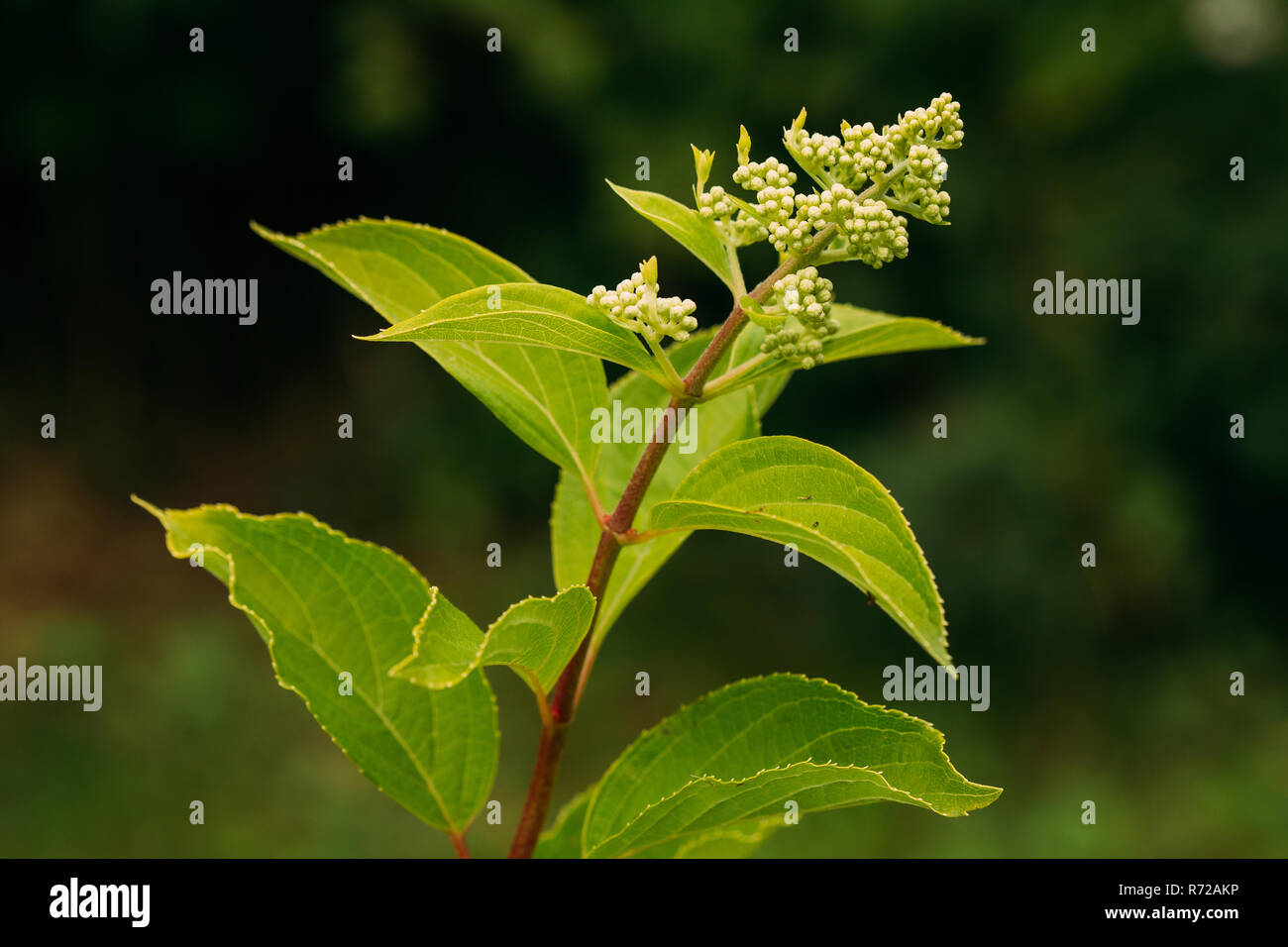 Buds Of Hydrangea Paniculata Siebold Phantom. Panicled Hydrangea, Is A