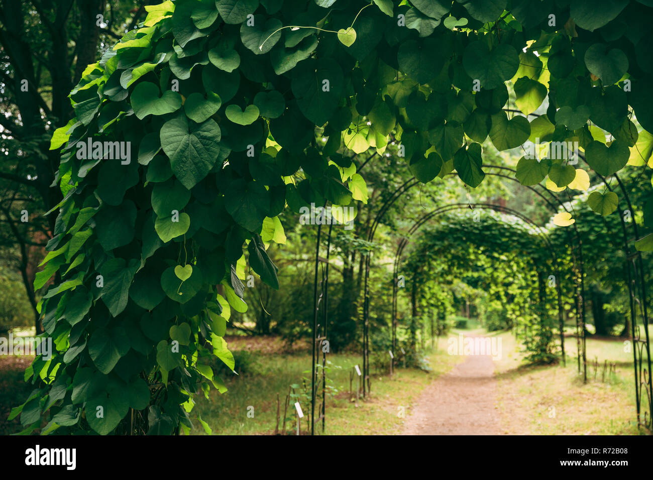 Beautiful Alley In Park. Walkway Lane Path Through Pergola With Green Leaves Of Aristolochia Macrophylla In Garden. Dutchman's Pipe Or Pipevine. Arist Stock Photo