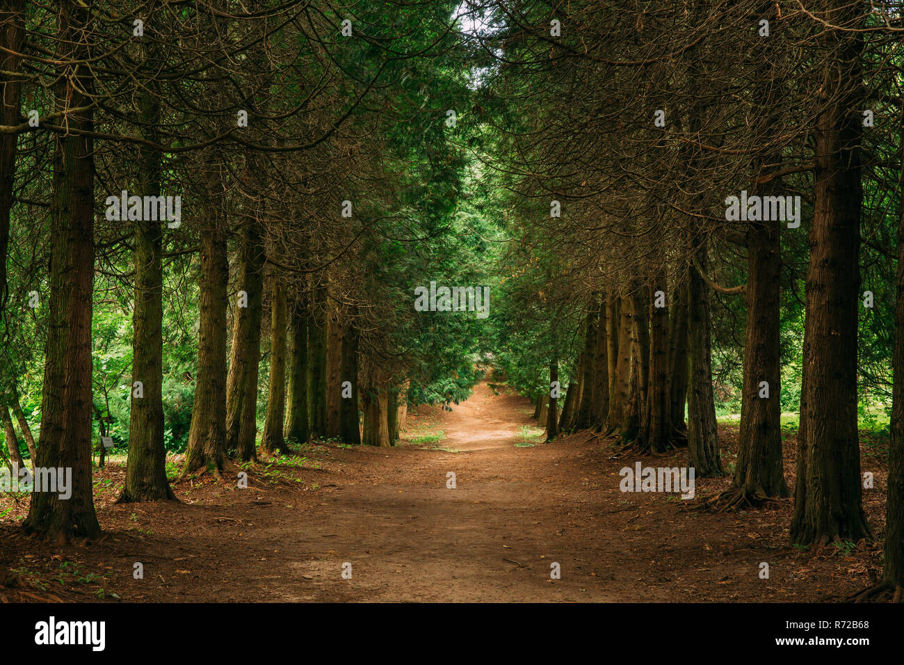 Walkway Lane Path Through Green Thuja Coniferous Trees In Forest. Beautiful Alley, Road In Park. Pathway, Natural Tunnel, Way Through Summer Forest. T Stock Photo