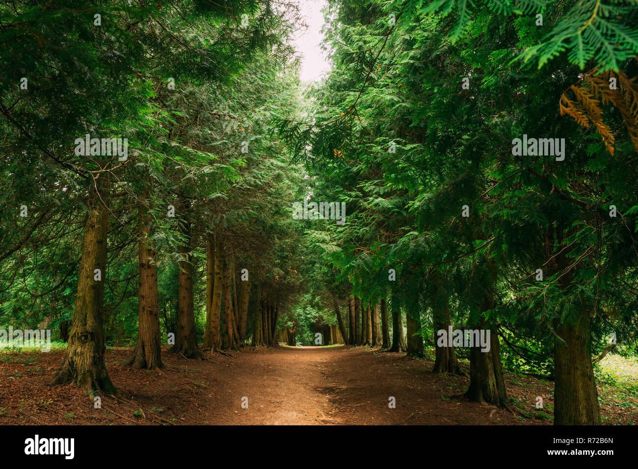 Walkway Lane Path Through Green Thuja Coniferous Trees In Forest. Beautiful Alley, Road In Park. Pathway, Natural Tunnel, Way Through Summer Forest. T Stock Photo
