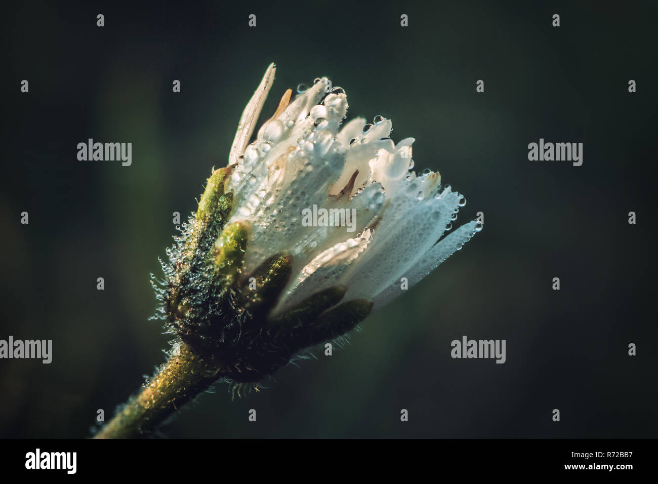 Dew drops white flower botany hi-res stock photography and images - Alamy