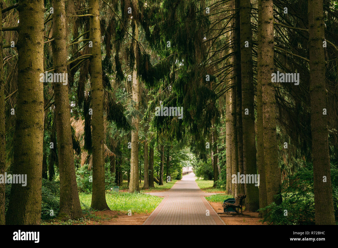 Walkway Lane Path Through Green Picea Abies, Norway Spruce Coniferous Trees In Forest. Beautiful Alley, Road In Park. Pathway, Natural Tunnel, Way Thr Stock Photo