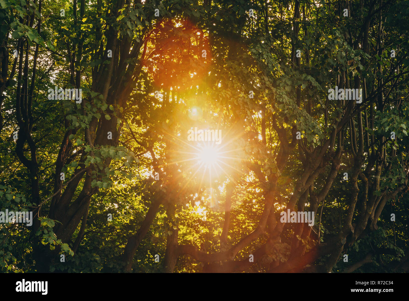 Summer Sun Shining Through Canopy Of Tall Trees. Sunlight In Deciduous ...