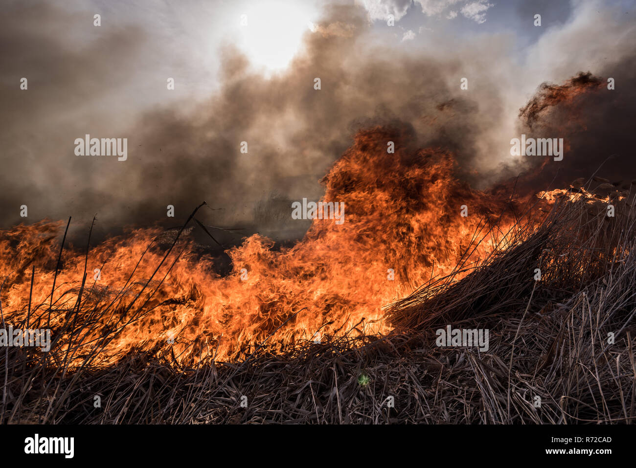 Flamable Reeds Dried reeds growing in the fire at sunset. Image of global and their ...