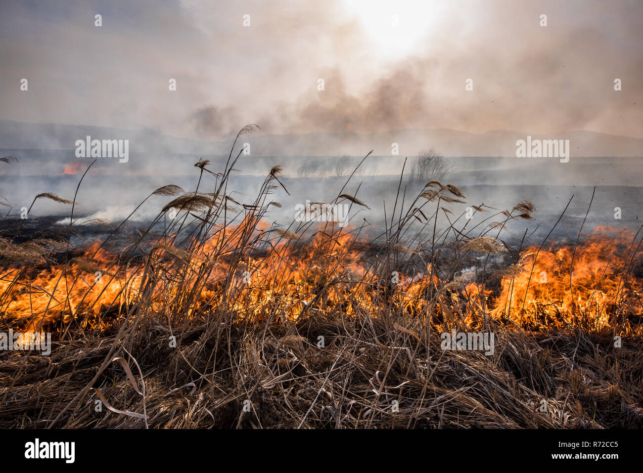Flamable Reeds Dried reeds growing in the fire at sunset. Image of global and their ...