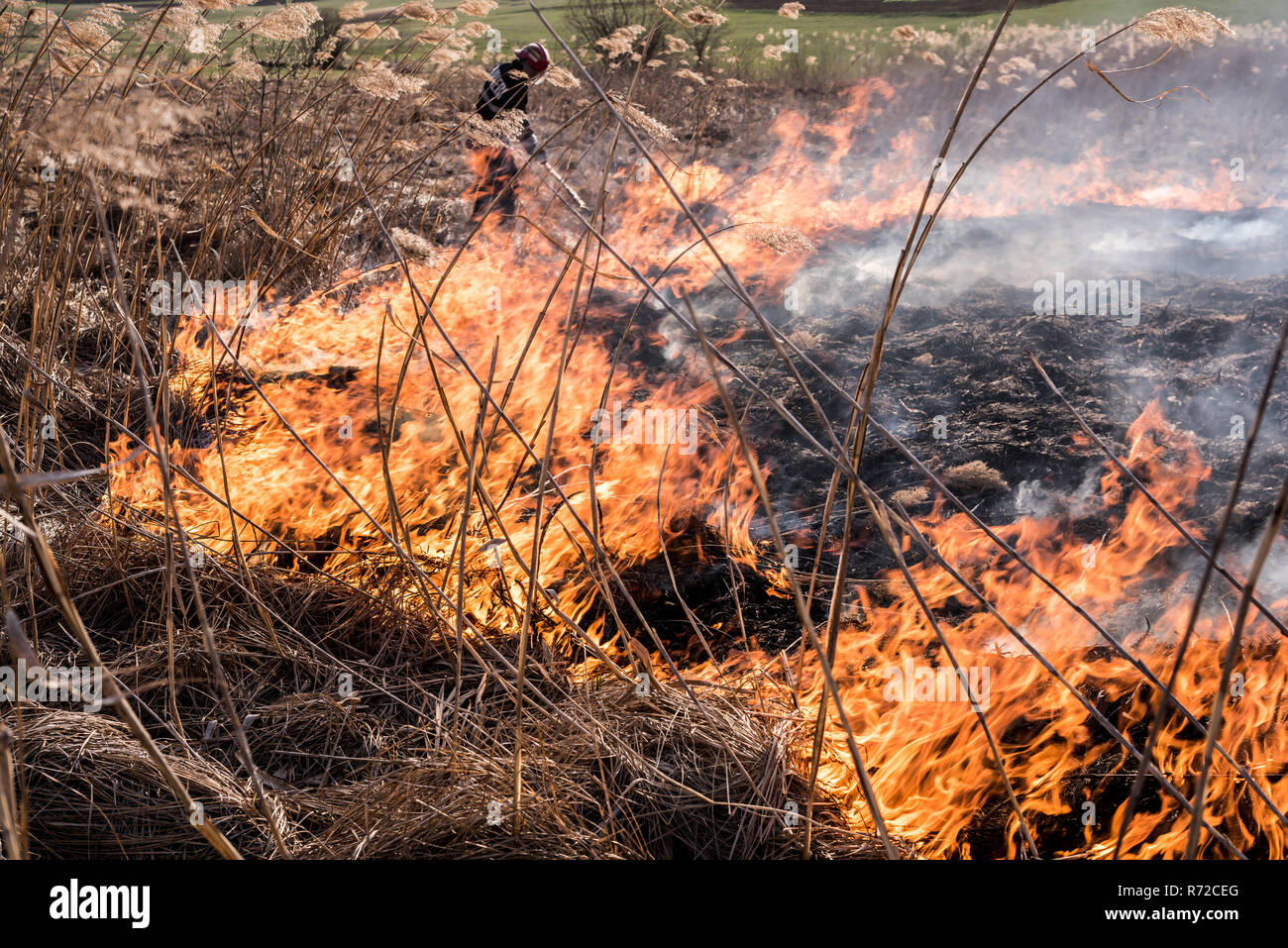 Fried Reeds Dried reeds growing in the fire at sunset. Image of global and their ...