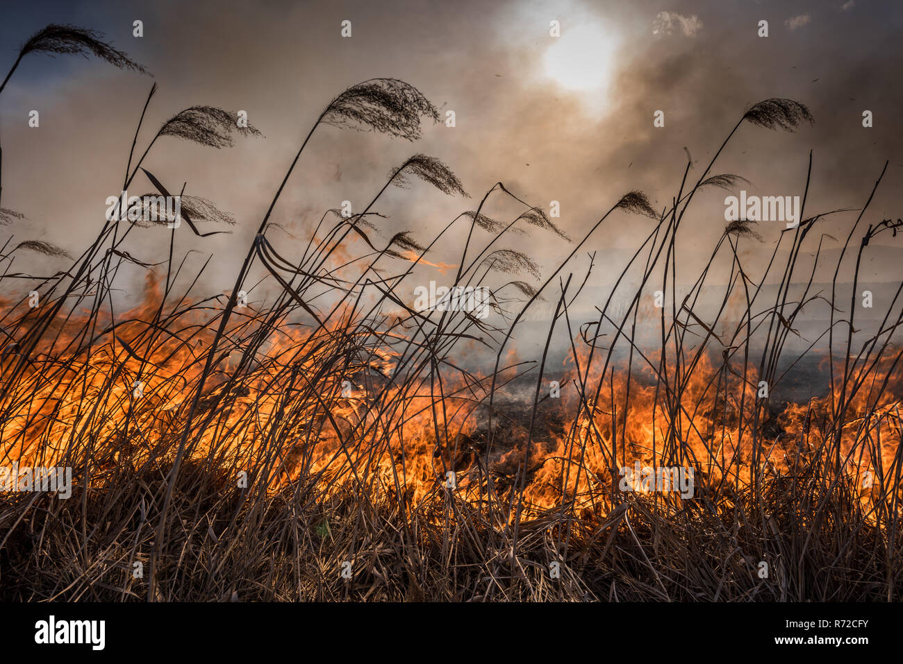 Flamable Reeds Dried reeds growing in the fire at sunset. Image of global and their ...