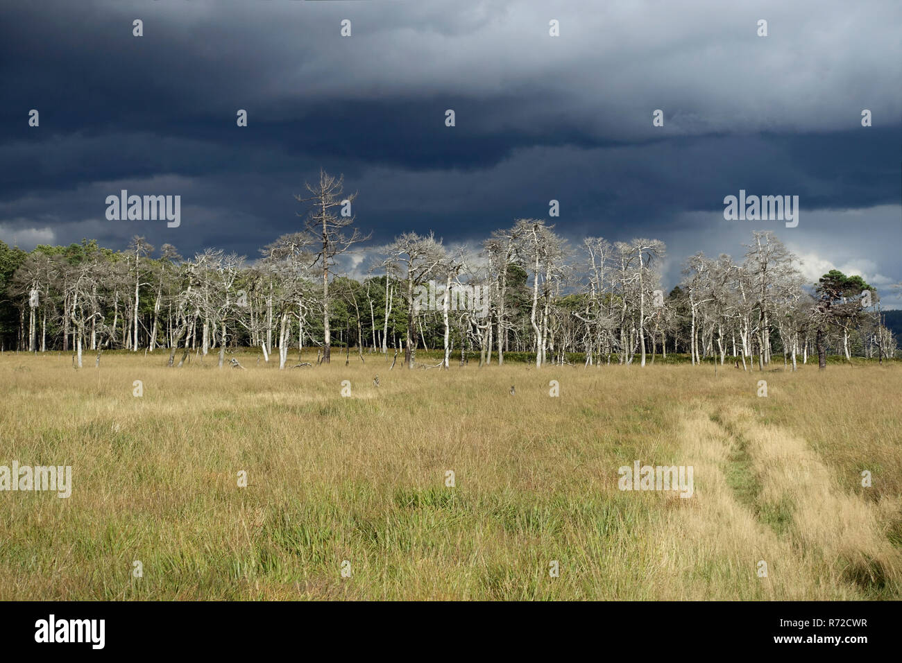 A threatening thunderstorm is coming up above the High Fens, a raised bog in the Eifel on the border between Belgium and Germany. Stock Photo