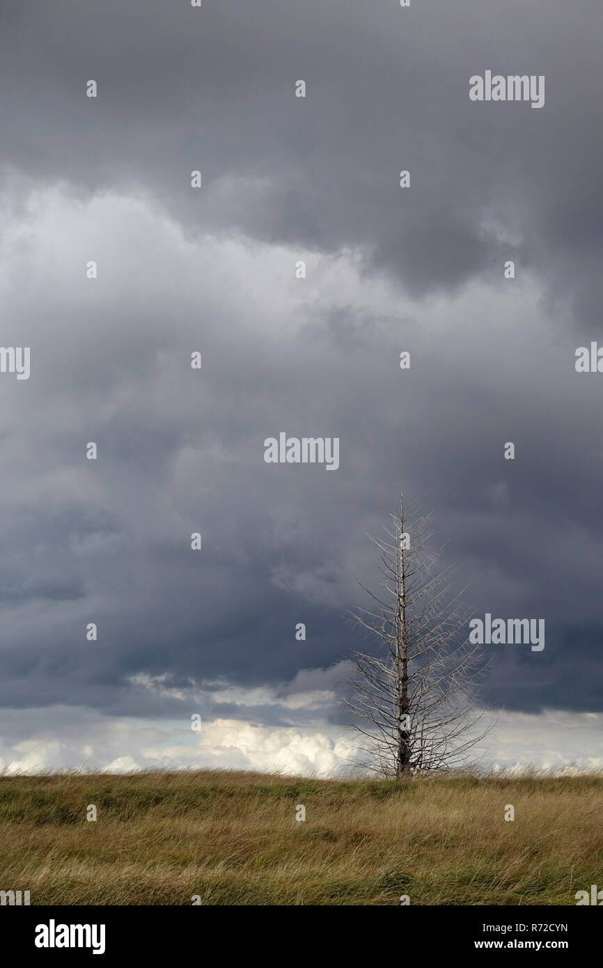 A thunderstorm is coming up above Noir Flohay in the High Fens, a raised bog in the Eifel on the border between Belgium and Germany. Stock Photo