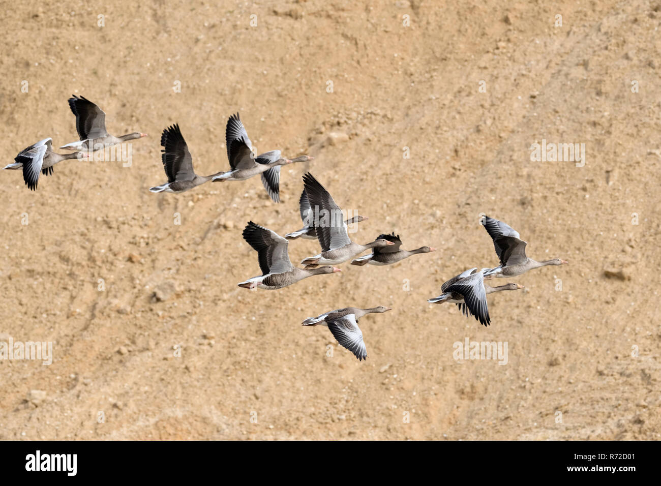 Greylag Geese / Graugänse ( Anser anser ) in flight through a sand pit, little flock, nice formation with geese of different age, wildlife, Europe. Stock Photo