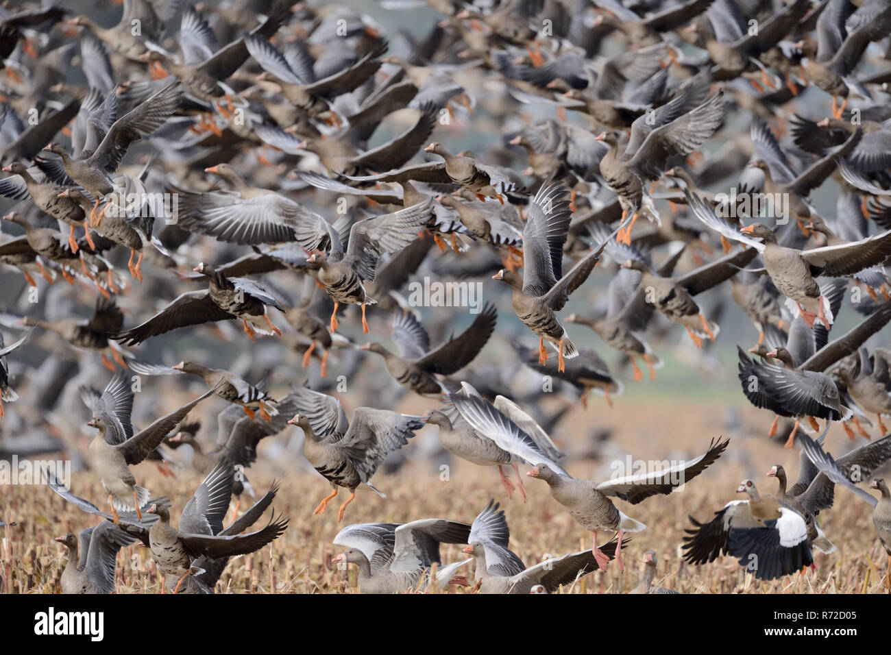 Disturbed habitat hi-res stock photography and images - Alamy Disturbed habitat hi-res stock photography and images - Alamy