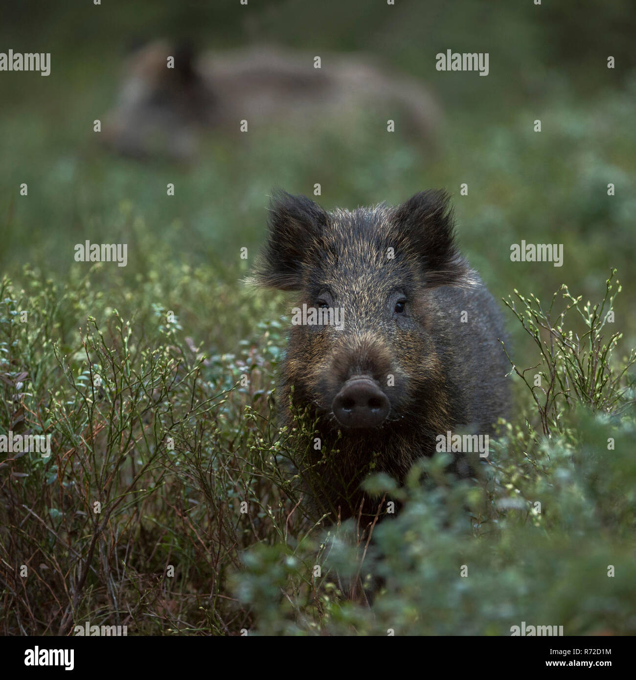 Wild Boar / Wild Hog / Feral Pig / Wildschwein ( Sus scrofa ) in the undergrowth, wildlife, Europe. Stock Photo