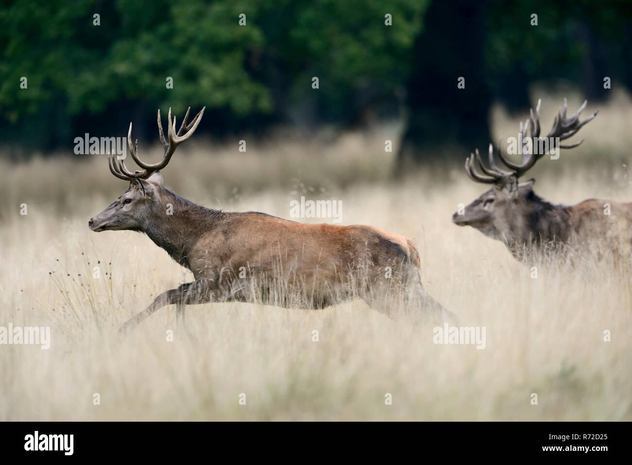 Red Deer / Rothirsch ( Cervus elaphus ) in rutting season, old stag is chasing a younger one that comes to close to his harem, Europe. Stock Photo