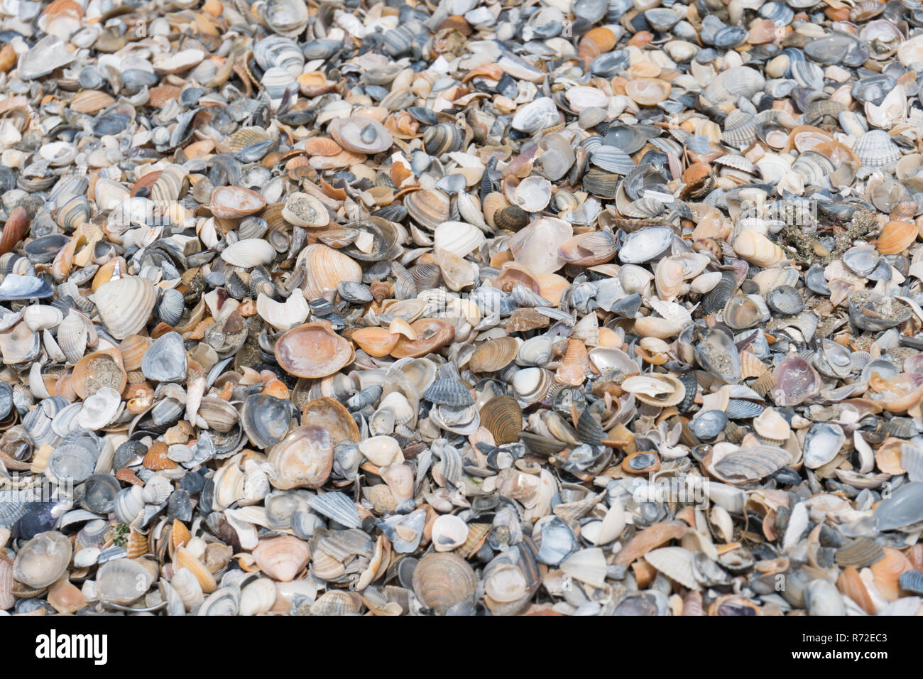 Colored seashell background Stock Photo