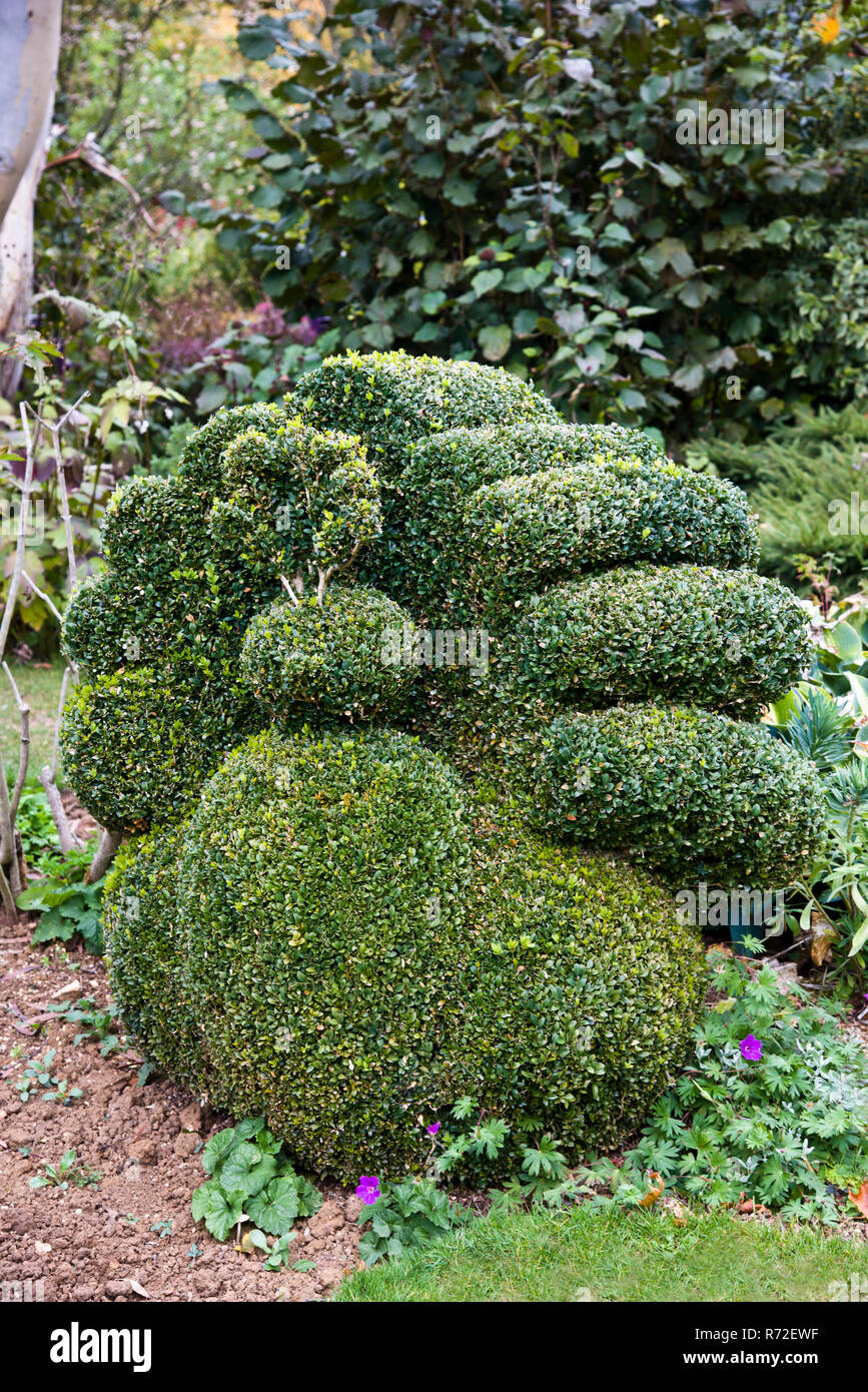 Box plant hi-res stock photography and images - Alamy