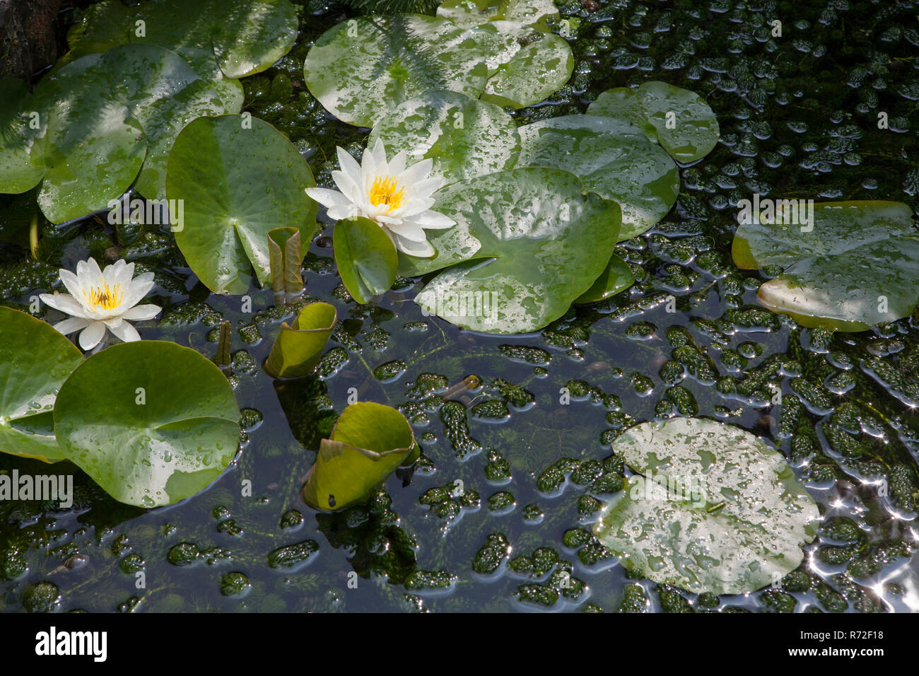 Water lilies flowering in a small urban pond, a habitat for frogs and newts Stock Photo