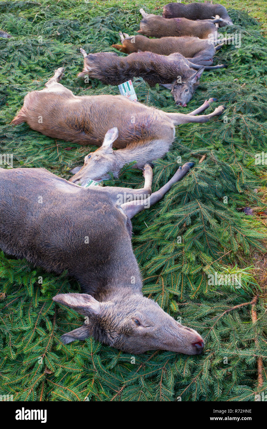 dead deer Dead deer group hi-res stock photography and images - Alamy