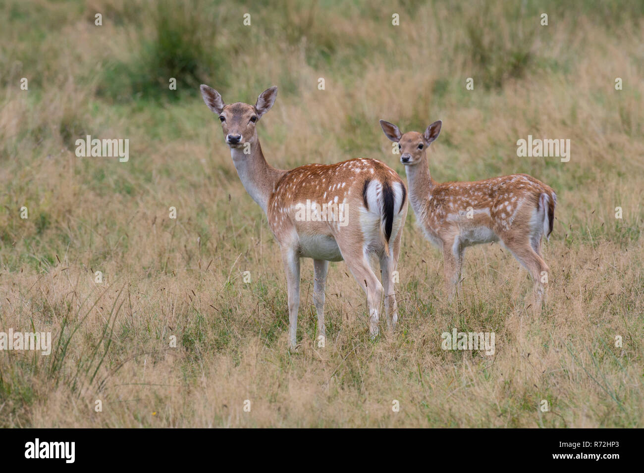 Damhirsch, Weibchen und Jungtier, Mecklenburg-Vorpommern, Deutschland, (Dama dama) Stock Photo