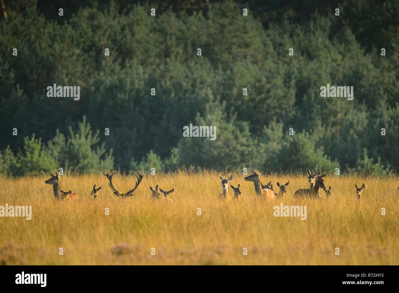 Rothirsche, Nationalpark Hoge Veluwe, Provinz Gelderland, Niederlande, (Cervus elaphus) Stock Photo