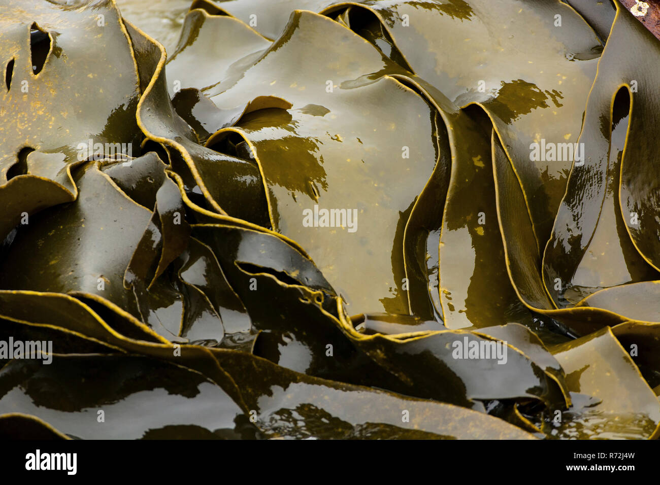 Sealion Island, Falkland Islands, United Kingdom, Kelp, algae, seaweeds, brown algae seaweeds, (Laminariales) Stock Photo