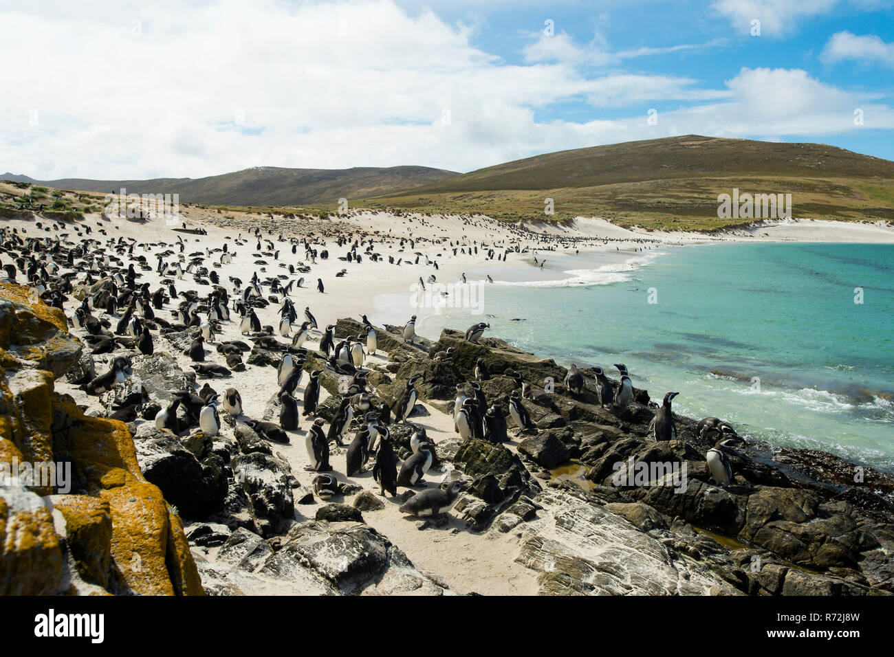 Volunteers Point, Falkland Islands, United Kingdom, South America, Gentoo Penguin, colony, (Pygoscelis papua) Stock Photo