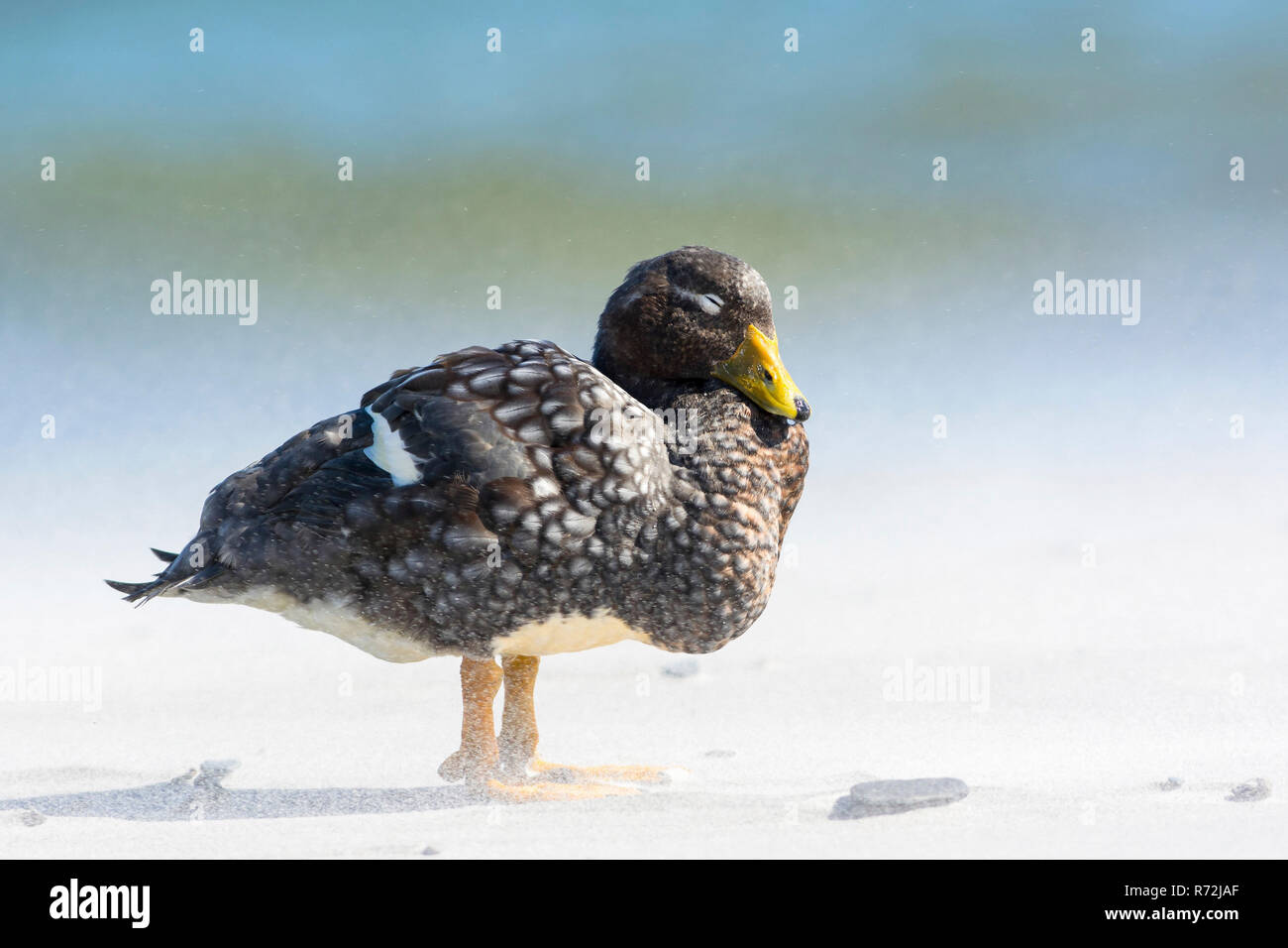 Sealion Island, Falkland Islands, United Kingdom, Falkland Flightless Steamer Duck, (Tachyeres brachypterus) Stock Photo
