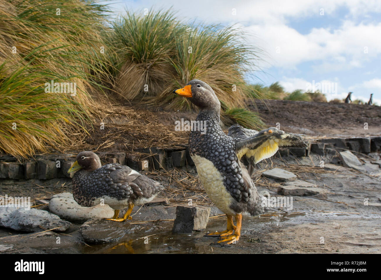 Sealion Island, Falkland Islands, United Kingdom, Falkland Flightless Steamer Duck, (Tachyeres brachypterus) Stock Photo