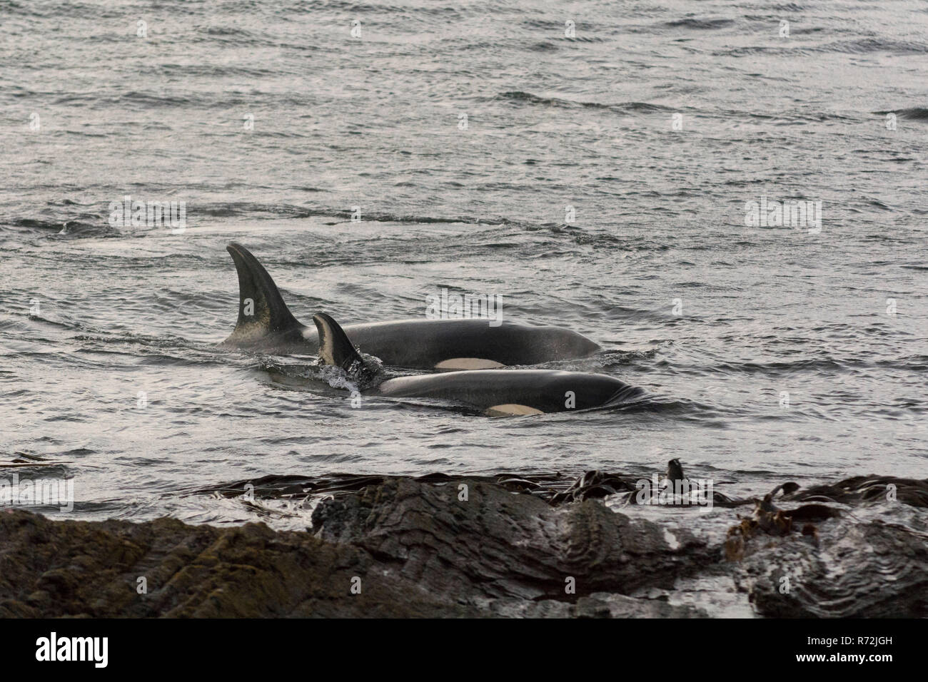Sealion Island, Falkland Islands, United Kingdom, Killer whale, whales, (Orcinus orca) Stock Photo