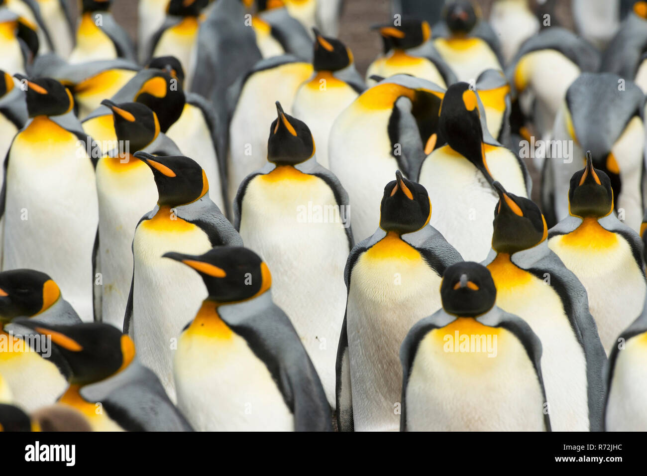 Volunteers Point, Falkland Islands, United Kingdom, South King penguin, colony, (Aptenodytes patagonicus) Stock Photo