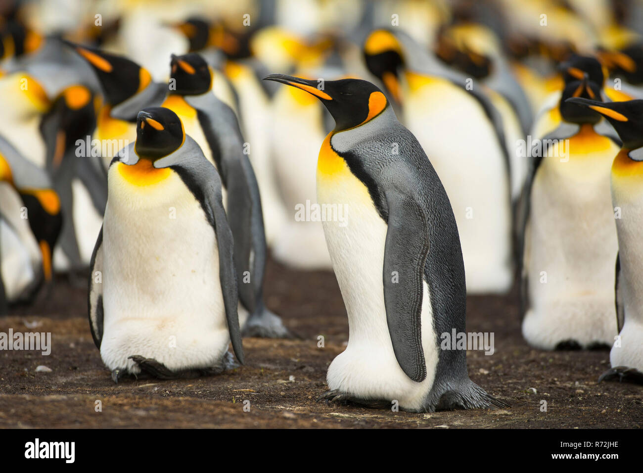 Volunteers Point, Falkland Islands, United Kingdom, South King penguin, colony, breeding,(Aptenodytes patagonicus) Stock Photo