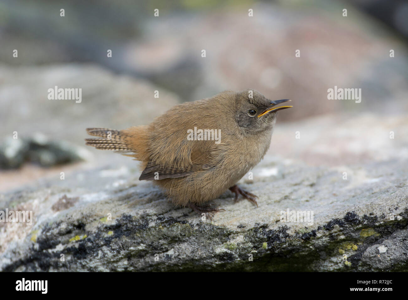 Carcass Island, Falkland Islands, United Kingdom, Cobb's wren, young, (Troglodytes cobbi) Stock Photo