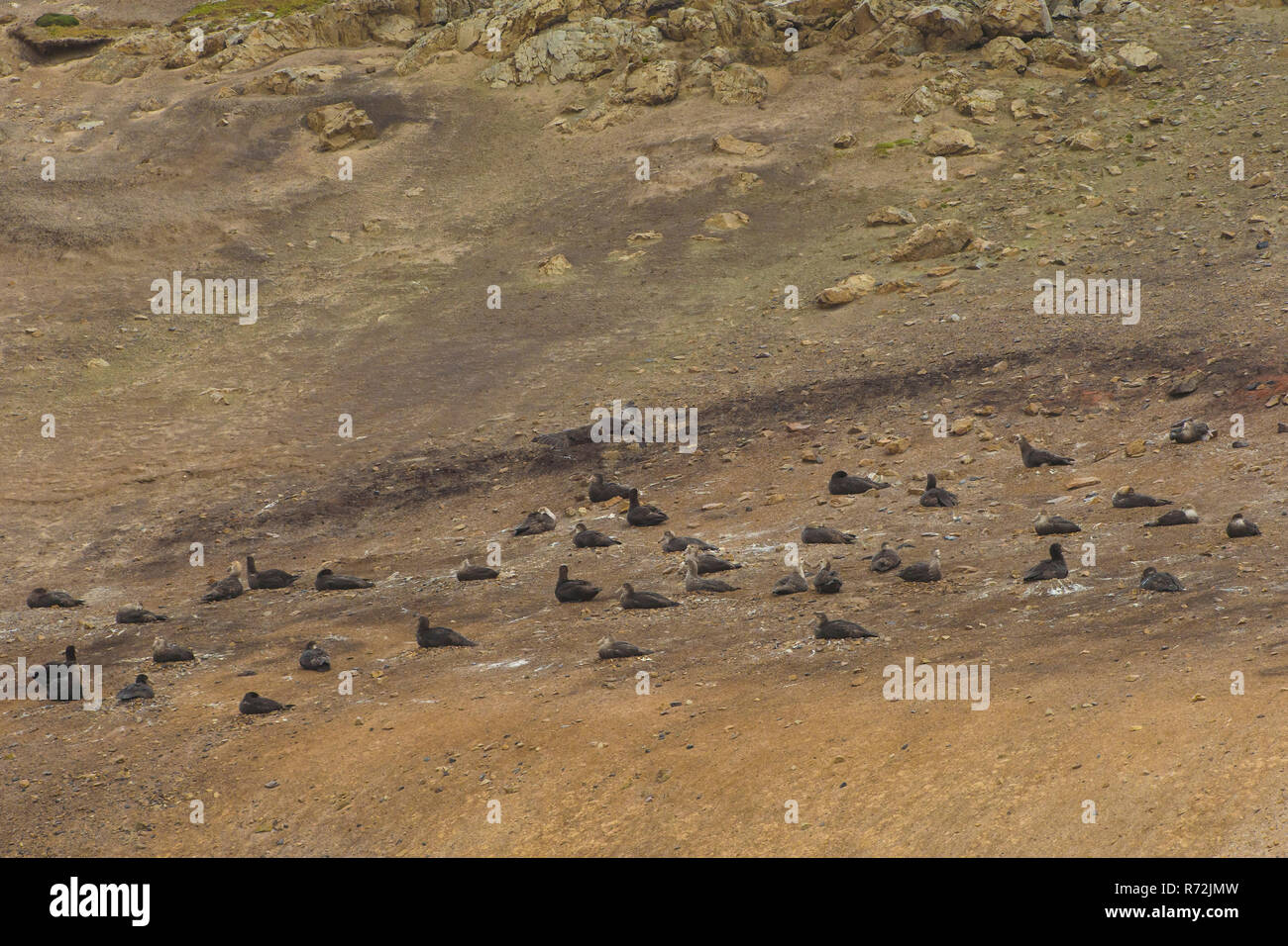Pebble Island, Falkland Islands, United Kingdom, Giant petrel, colony, (Macronectes giganteus) Stock Photo