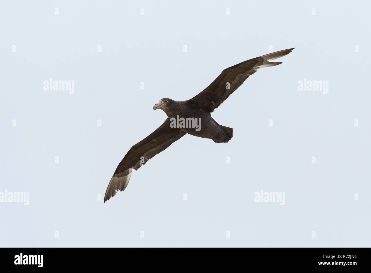 Pebble Island, Falkland Islands, United Kingdom, Giant petrel, (Macronectes giganteus) Stock Photo