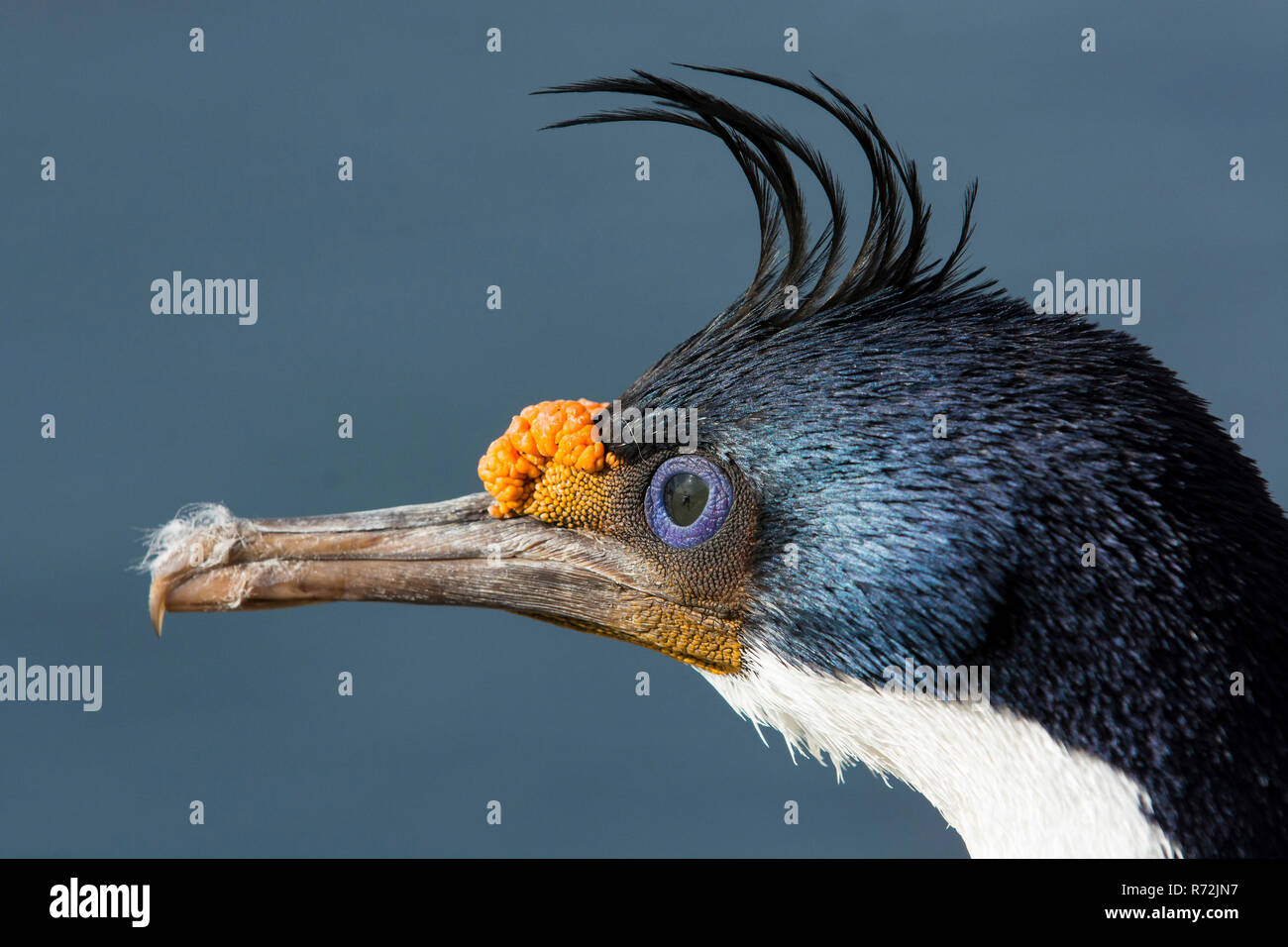 Sealion Island, Falkland Islands, United Kingdom, King Cormorant