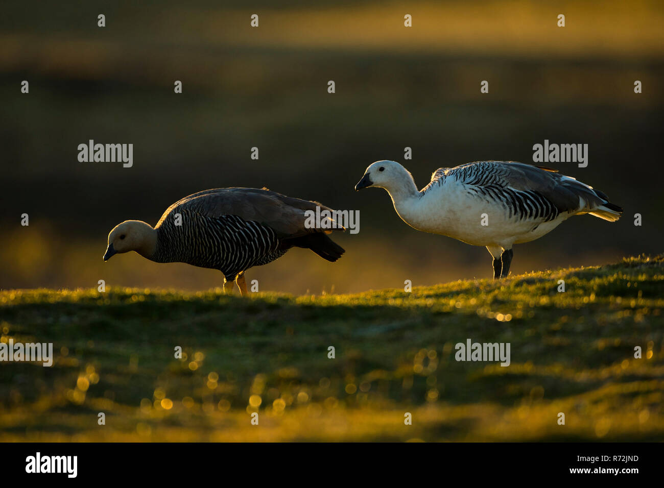 Carcass Island, Falkland Islands, United Kingdom, Upland goose, Magellan goose, (Chloephaga picta) Stock Photo