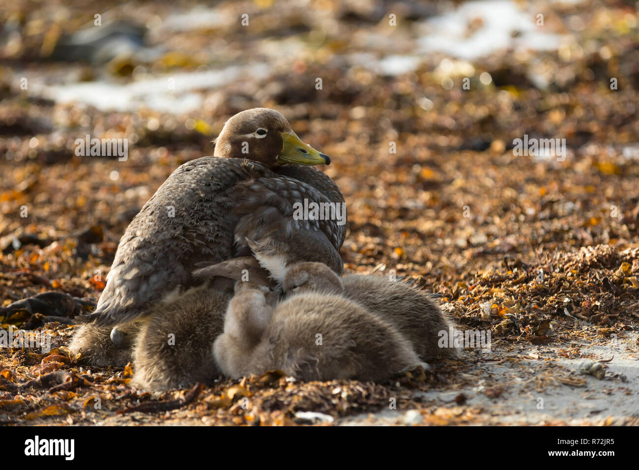 Sealion Island, Falkland Islands, United Kingdom, Falkland Flightless Steamer Duck with ducklings, (Tachyeres brachypterus) Stock Photo