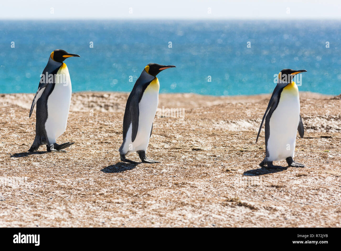 Volunteers Point, Falkland Islands, United Kingdom, South King penguine, (Aptenodytes patagonicus) Stock Photo