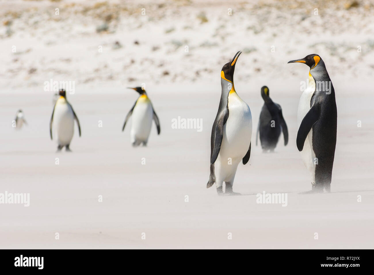Volunteers Point, Falkland Islands, United Kingdom, South King penguin, (Aptenodytes patagonicus) Stock Photo