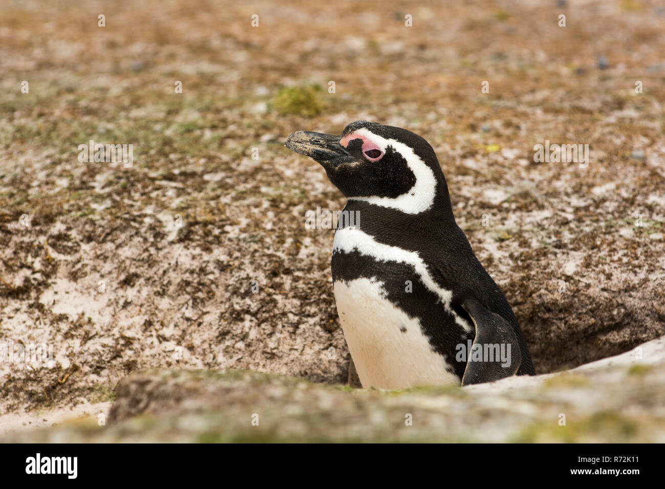 Carcass Island, Falkland Islands, United Kingdom, Magellanic penguin at nest hole, (Spheniscus magellanicus) Stock Photo