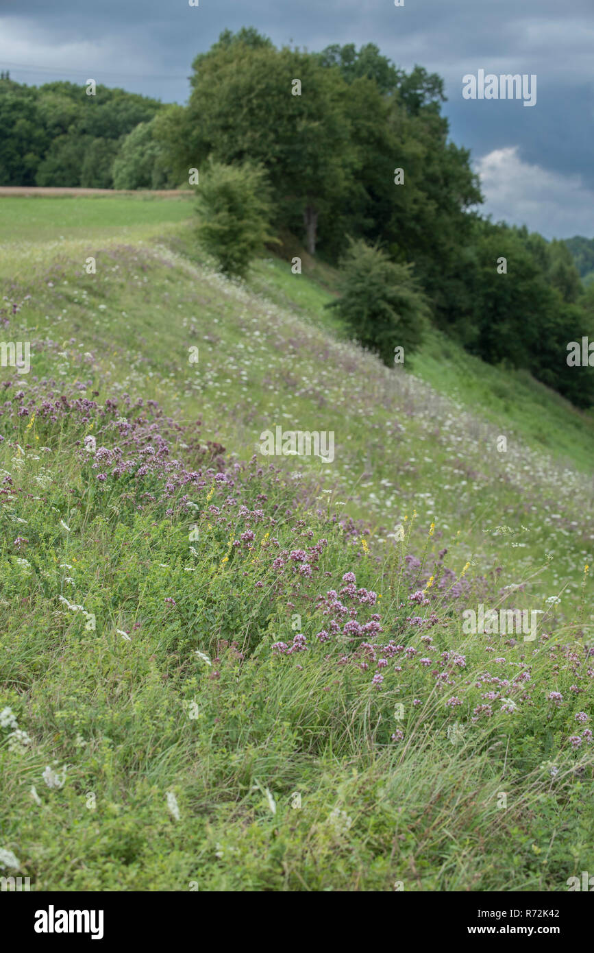 meadow with Wild marjoram, schoental, jagst valley, Hohenlohe region, Baden-Wuerttemberg, Heilbronn-Franconia, Germany, (Origanum vulgare) Stock Photo